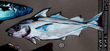 Load image into Gallery viewer, Pysgod y Mor - Sea fish