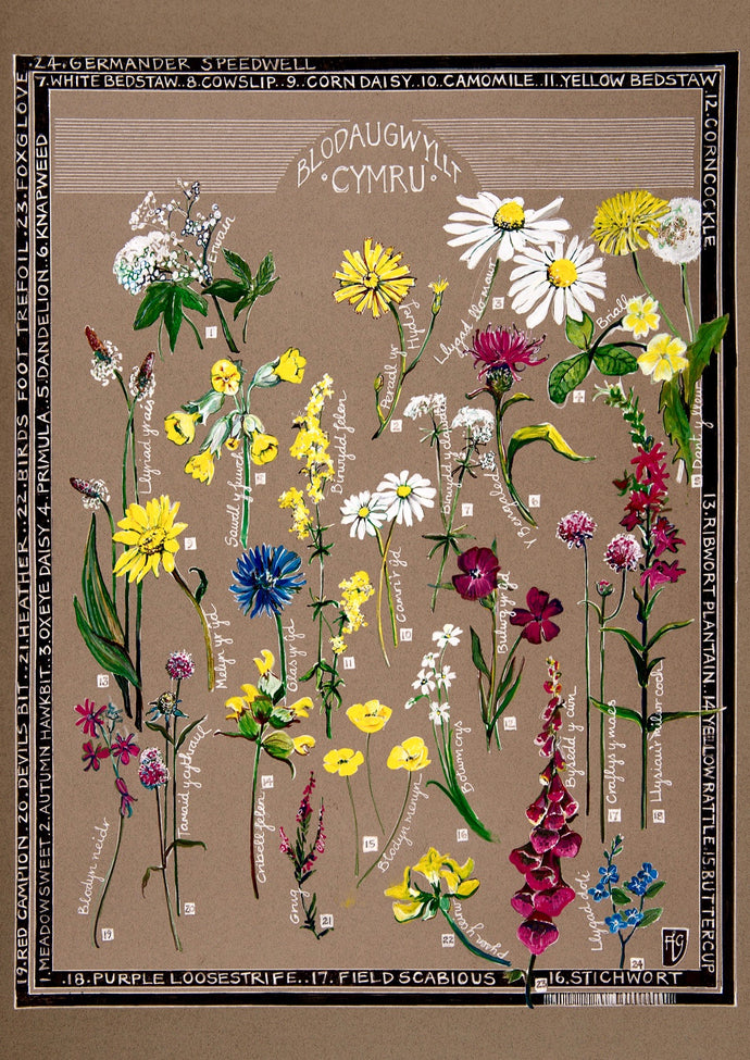 Blodau Gwyllt - Wild Flowers