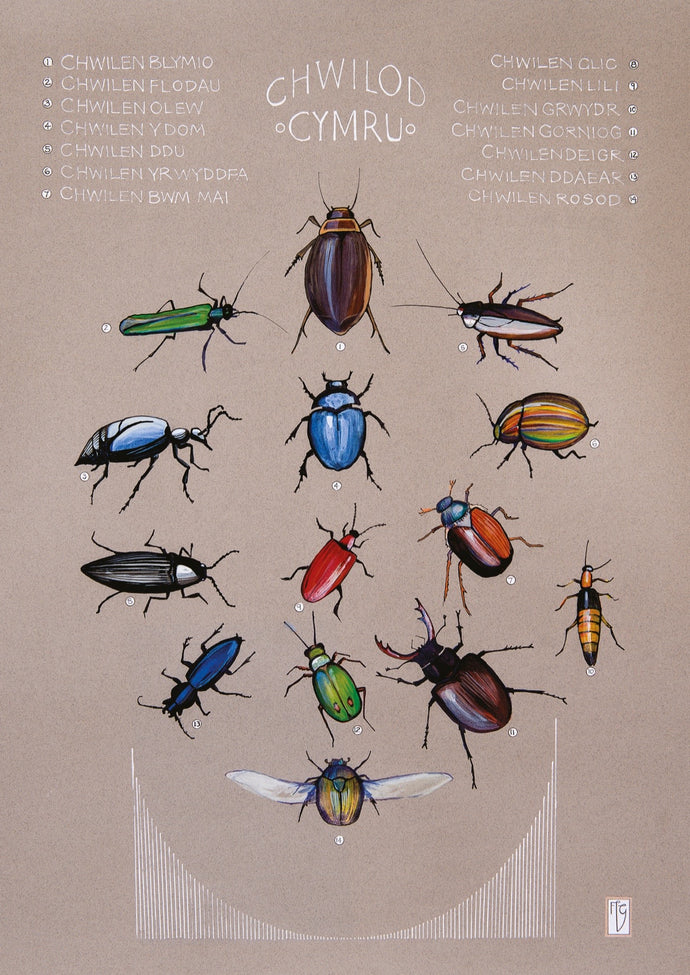 Chwilod - Beetles