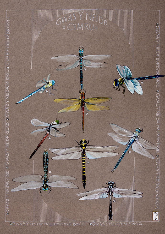 Gweision Neidr - Dragonflies