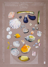 Load image into Gallery viewer, Cregyn - Shells