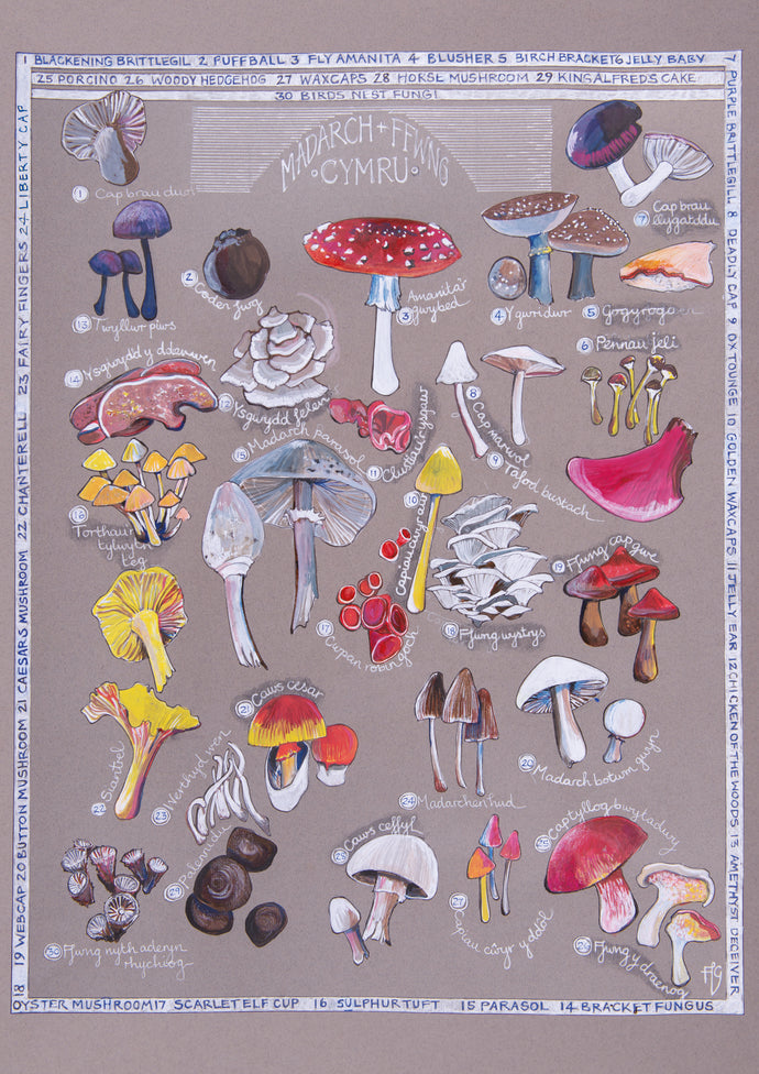 Madarch a Ffwng - Mushrooms and Fungi