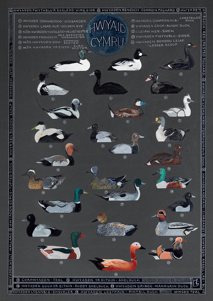 Hwyaid-Ducks
