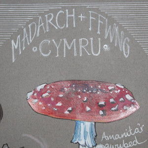 Madarch a Ffwng - Mushrooms and Fungi