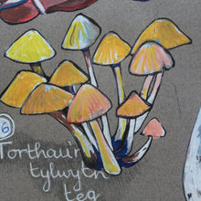 Load image into Gallery viewer, Madarch a Ffwng - Mushrooms and Fungi