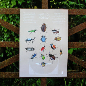 Chwilod - Beetles