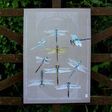 Load image into Gallery viewer, Gweision Neidr - Dragonflies