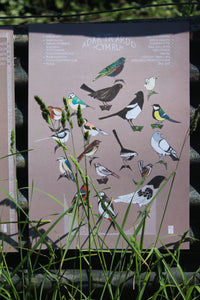 Garden Birds - Adar yr Ardd