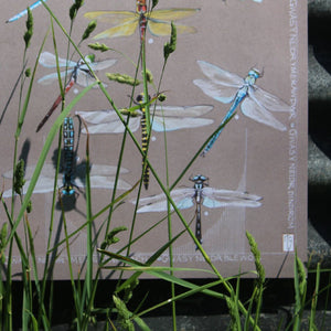 Gweision Neidr - Dragonflies