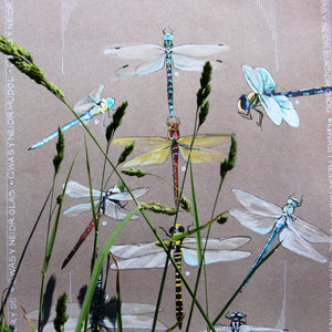 Gweision Neidr - Dragonflies