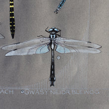 Load image into Gallery viewer, Gweision Neidr - Dragonflies