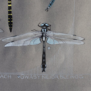 Gweision Neidr - Dragonflies